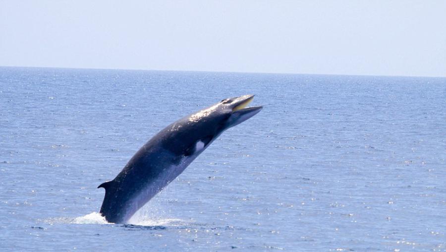 美国摄影师抓拍到小须鲸从海中跳出水面并张开嘴的场面