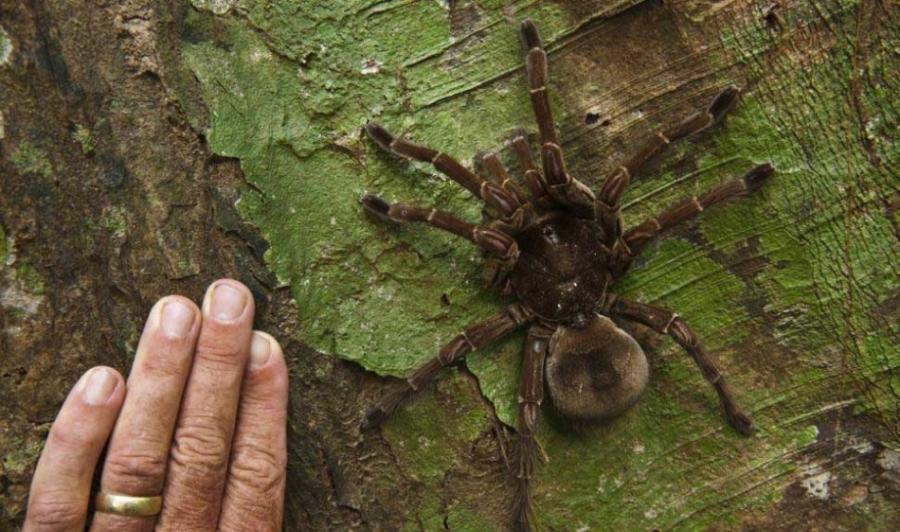 美国科学家在圭亚那丛林偶遇世界最大蜘蛛