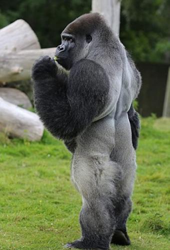 英国一只名为阿姆巴姆的大猩猩喜欢直立行走