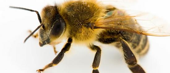 视觉扩大帮助蜜蜂安全着陆