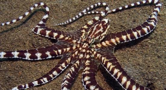科学家最新研究显示，章鱼可能具有较高智商，远比其它无脊椎动物聪明