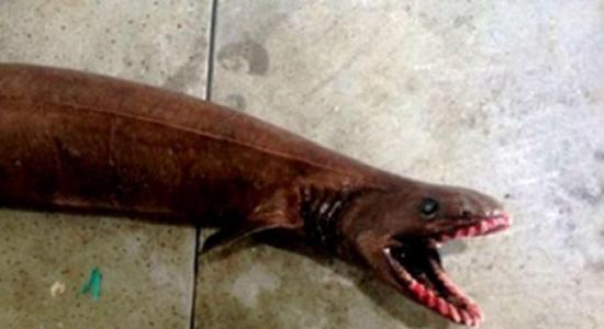 澳大利亚渔民捕捉到一条长两米的罕见史前鲨鱼“皱鳃鲨”