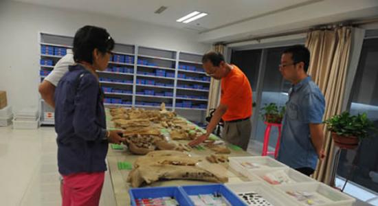 来访专家（谢飞）查看乌兰木伦遗址出土的部分骨骼化石标本
