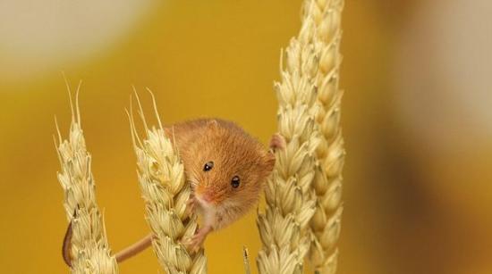 动物界的平衡高手：小巢鼠平稳地站在两根麦穗间