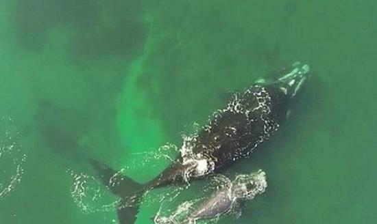 阿根廷无人机在太平洋上空拍到一对南露脊鲸母子