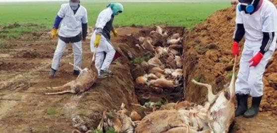 哈萨克过去数月均有大量高鼻羚羊离奇死亡