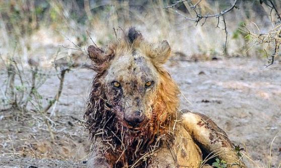 雄狮两天后伤重丧命。