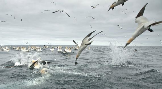 英国准备建造的海上风电场威胁海鸟塘鹅的生存