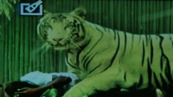 印度新德里动物园游客意外闯入老虎地头被活活咬死
