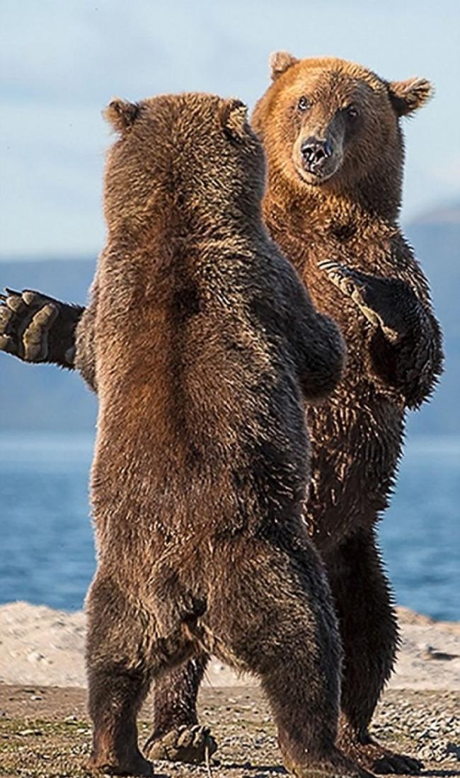 俄罗斯熊伴侣在摄影师镜头前大演亲密