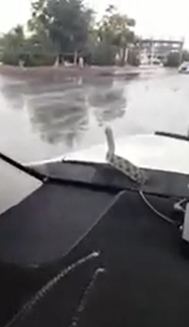 哈萨克斯坦一辆正在行驶的汽车引擎盖下爬出一条“棋斑水游蛇”