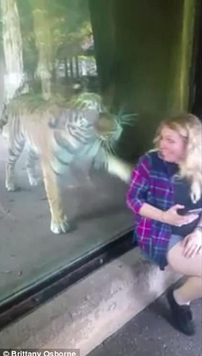 美国印第安纳州动物园老虎母性大发 用头轻抚孕妇腹部