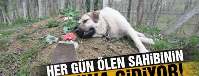 催人泪下：土耳其一只忠犬每天到主人墓前紧贴坟墓土地