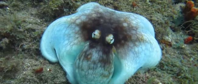 加勒比海伪装成暗礁的章鱼受惊扰后变成铁蓝色
