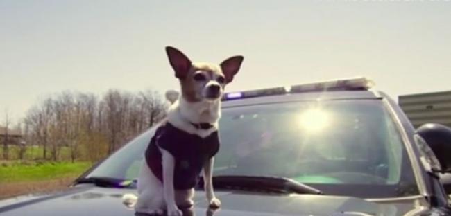 谁说警犬一定高大威猛？美国俄亥俄州世界首只吉娃娃警犬超可爱