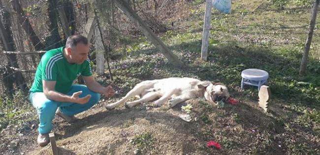 催人泪下：土耳其一只忠犬每天到主人墓前紧贴坟墓土地