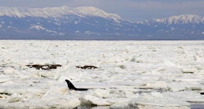 俄罗斯鄂霍次克海4只虎鲸被困充满冰与岩石的浅湾 人狗奋力营救8小时