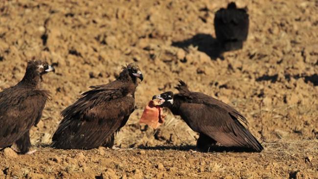 秃鹫食腐的秘密： 铁打的胃和强大的免疫系统