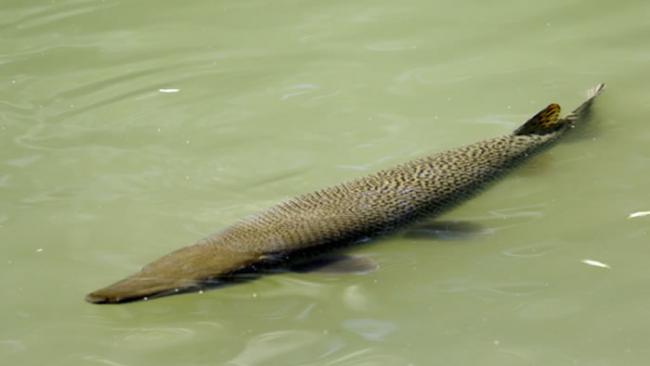 日本名古屋护城河内拍摄到一条体长超过1公尺的鳄雀鳝