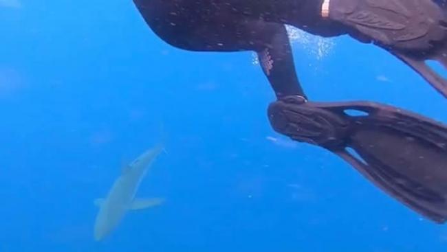 澳洲豪勋爵岛海豚联群出动保护潜水客赶走鲨鱼