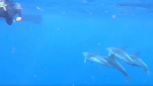 澳洲豪勋爵岛海豚联群出动保护潜水客赶走鲨鱼