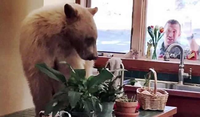 巨熊似乎完全未有理会窗外的动物专家。