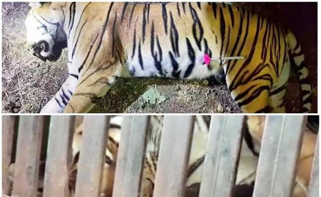 印度马哈拉施特拉邦丛林老虎为患 猎人枪杀后才把麻醉针插在尸体上惹争议