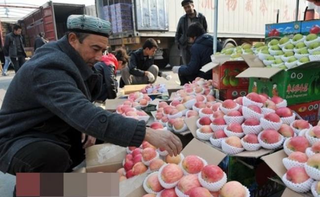 研究发现新疆塞威士苹果的基因组“最原始”。（资料图片）
