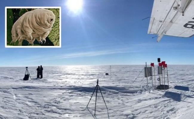 南极洲惠兰斯冰原下的“默瑟湖”发现12万年前微生物“水熊虫”遗骸