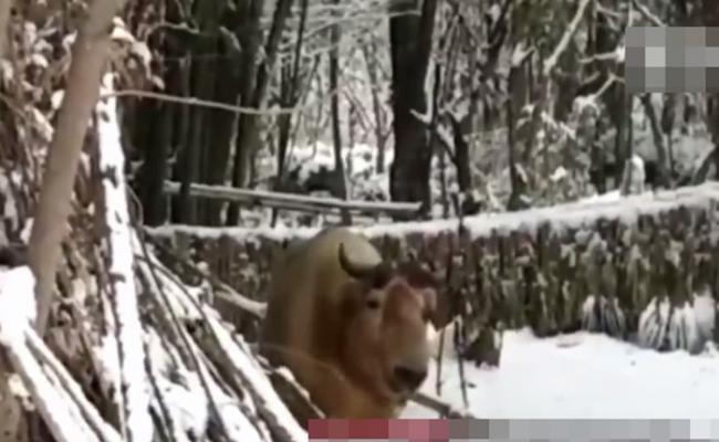 陕西汉中国家一级保护动物羚牛因大雪封山走入村庄觅食不肯回去