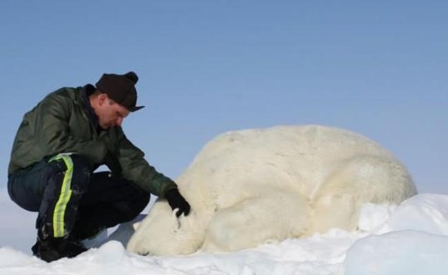 雷格尔与华盛顿大学联手，统计楚科奇海峡的北极熊数量。