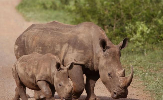 国际自然保护联盟（IUCN）：去年非洲有1300多头犀牛被偷猎者猎杀