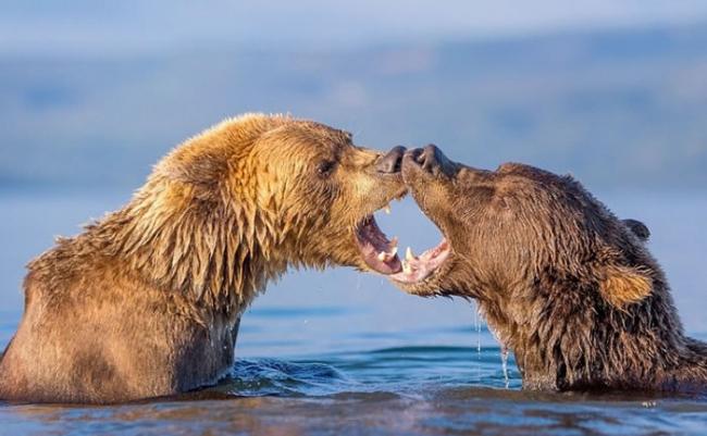俄罗斯熊伴侣在摄影师镜头前大演亲密