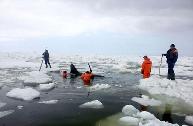 俄罗斯鄂霍次克海4只虎鲸被困充满冰与岩石的浅湾 人狗奋力营救8小时