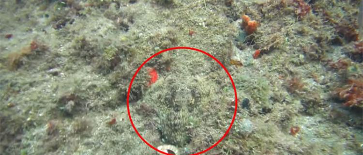 加勒比海伪装成暗礁的章鱼受惊扰后变成铁蓝色