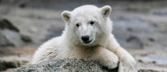 解开备受喜爱的柏林动物园北极熊克努特死亡之谜