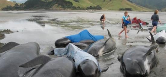 198头领航鲸搁浅在新西兰的黄金湾