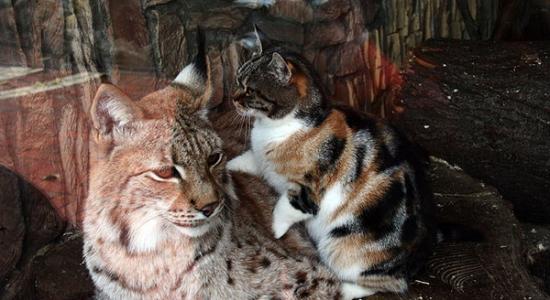 俄罗斯圣彼得堡动物园流浪猫和欧亚猞猁变好朋友