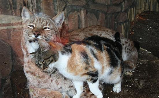 俄罗斯圣彼得堡动物园流浪猫和欧亚猞猁变好朋友