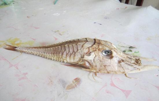 婆罗洲沿岸钓到奇怪“盔甲鱼”