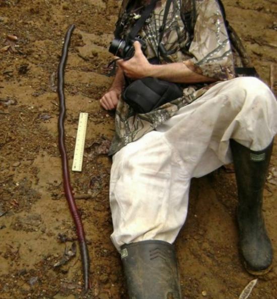 澳大利亚吉普斯兰地区惊现世界最大最长的蚯蚓 最长可达2米