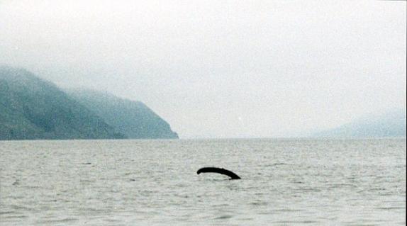 2001年拍摄的尼斯湖水怪照片
