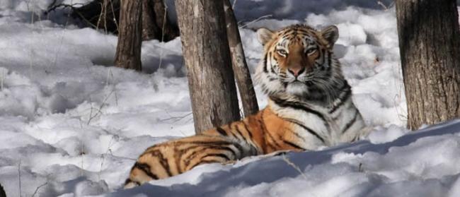 俄罗斯去年秋天失踪的母老虎菲利帕被找到