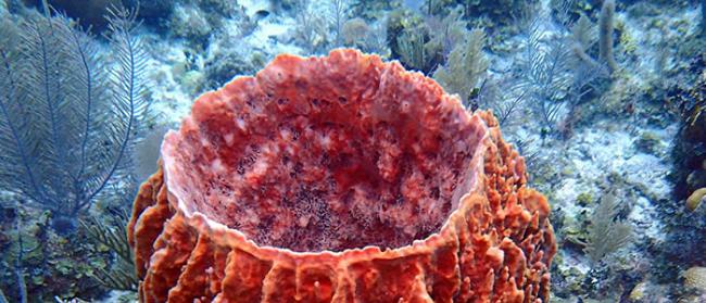 《当代生物学》：科学家称现代地球上最古老的生物是海绵