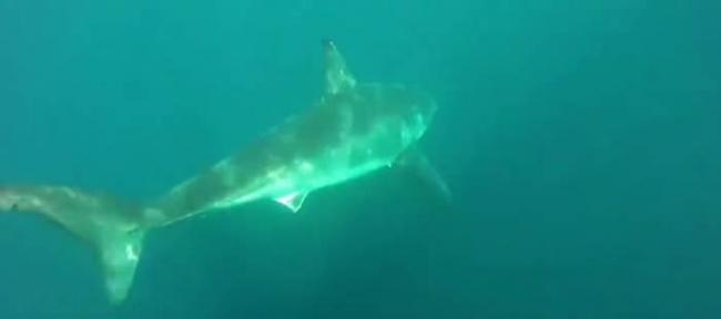 澳洲钓友无惧巨型大白鲨尾随 把相机放进水里拍得珍贵片段