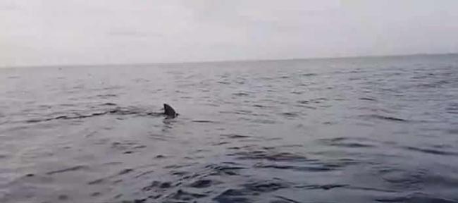 澳洲钓友无惧巨型大白鲨尾随 把相机放进水里拍得珍贵片段