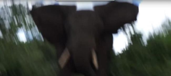 英国动物保育学者Ian Redmond在肯尼亚拍摄象群迁徙时遭到大象攻击被当球踢