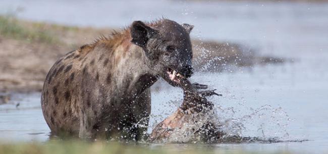 博茨瓦纳一只鬣狗在沼泽中啃食腐烂象腿