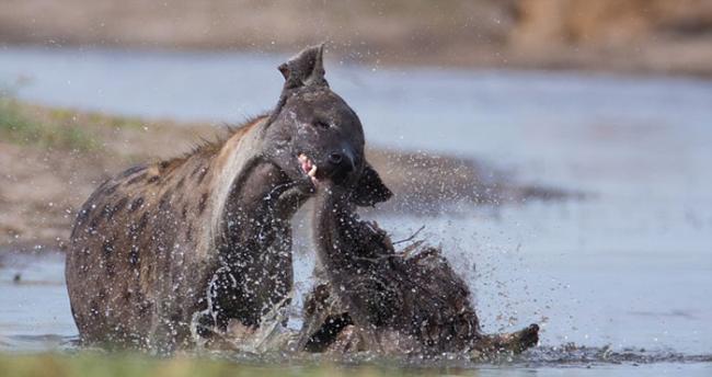 博茨瓦纳一只鬣狗在沼泽中啃食腐烂象腿