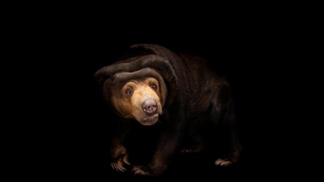 「表情模仿」向来被认为是人类与大猩猩的专属绝技，不过马来熊显然也精于此道。 PHOTOGRAPH BY JOEL SARTORE, NATIONAL GEOGR